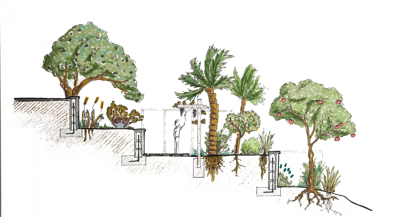 Illustrated section of terraces